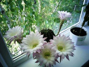 blooming-cactus