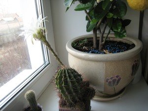 cactus-dom
