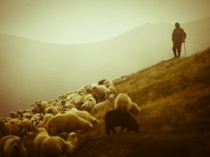 чабан пасёт овец
